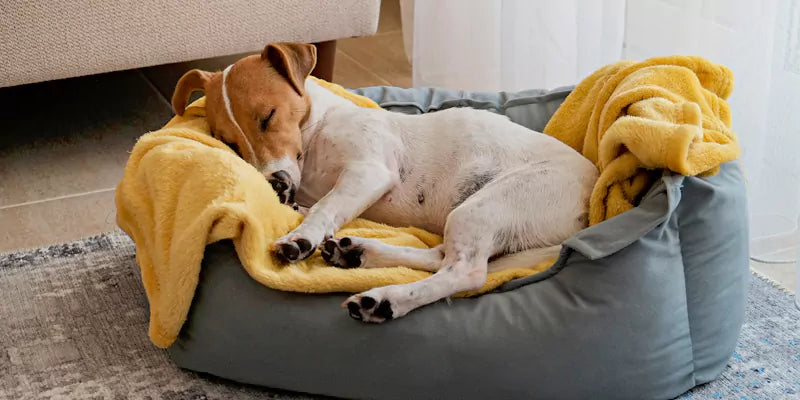 Dog happy in bed, associating new bed with treats