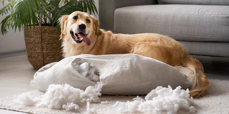 Smiley dog playing with scented bed indoors