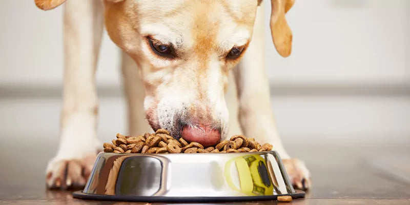 Best Dry Dog Food Options