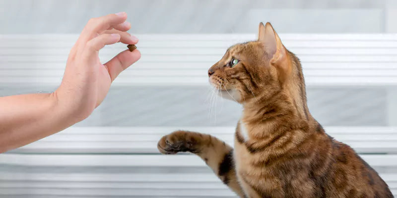 Engage Your Cat with Effective Training and Mental Stimulation