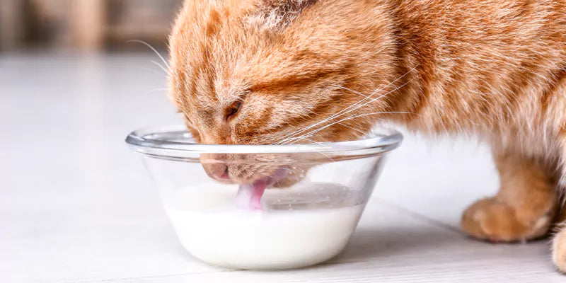 Lactose-Free Dairy Products for Cat