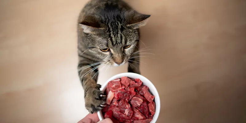 Cats and gastrointestinal issues from raw meat