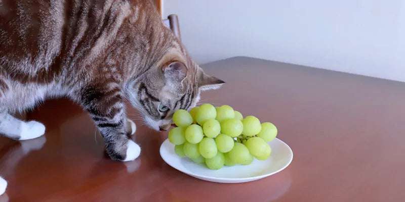 Harmful Effects of Citrus Fruits on Cats