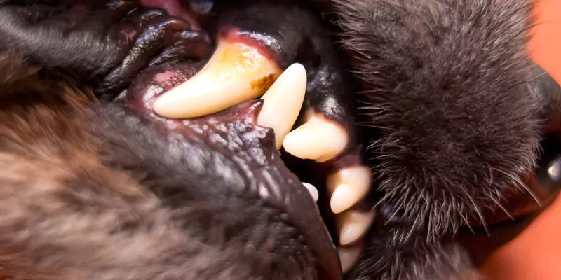 Dog Chewing Dental Treat