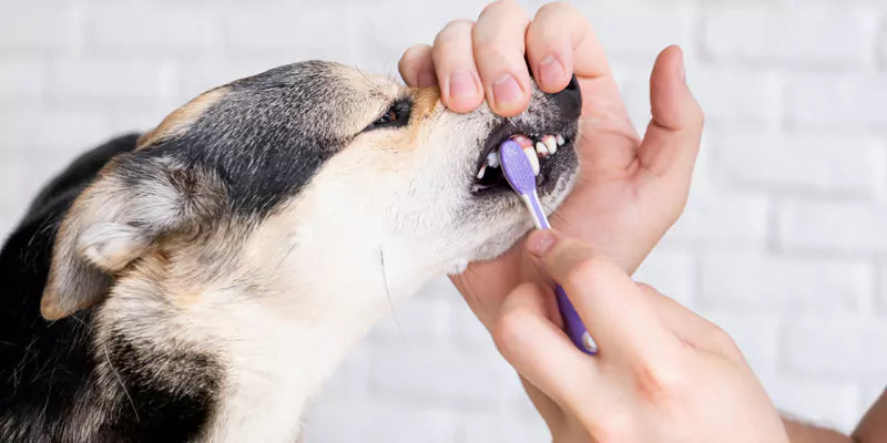 Dog Dental Chew Stimulation