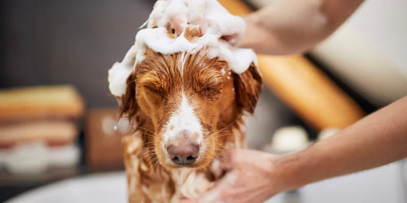 Dog Grooming Tools for a Healthy and Happy Pet