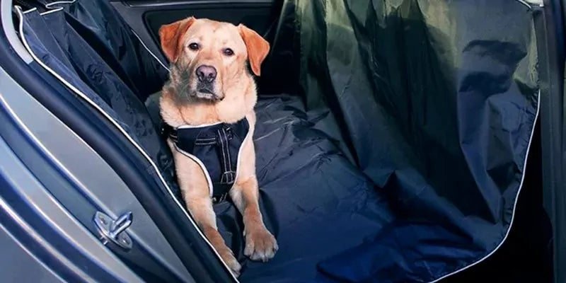 Essential Dog Travel Gear