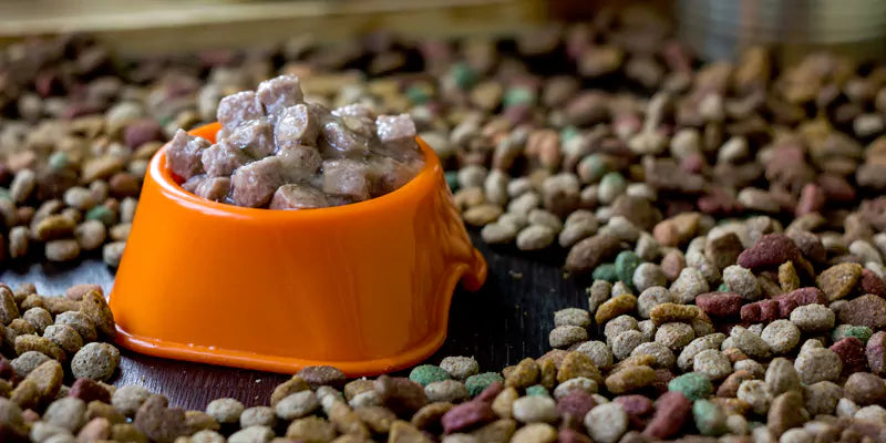 Balanced Dog Diet: Wet and Dry Food Combination