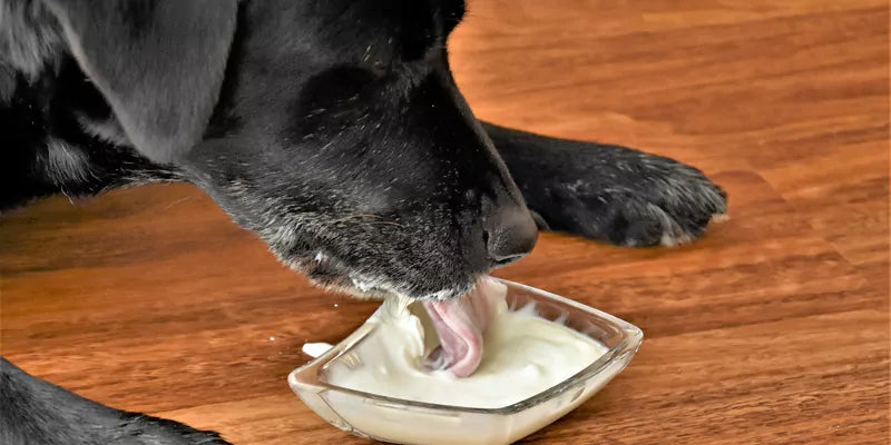 proteins foods for dogs