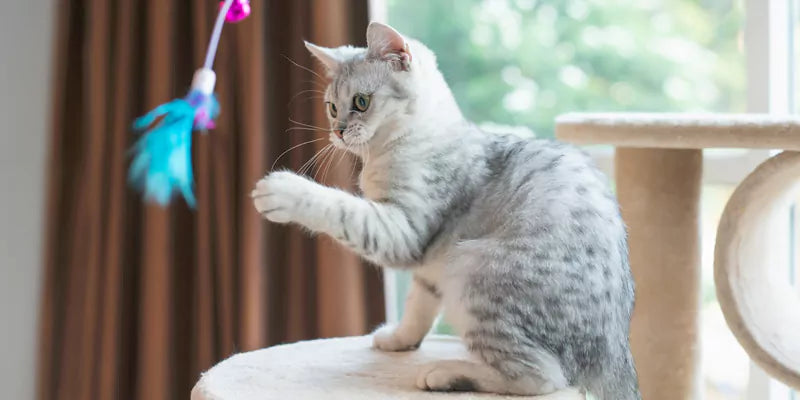 Engaging Cat Toys for Interactive Playtime