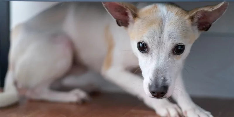 Pet feeling anxious during Diwali fireworks