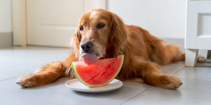 switching pet diet for summer