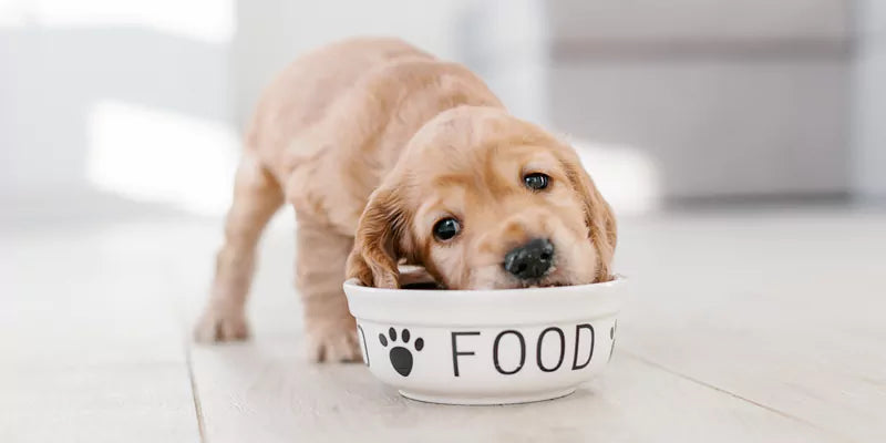 Choosing the Best Wet or Dry Food for Puppies