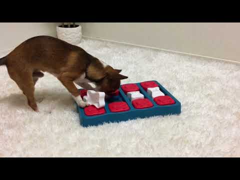 Outward Hound Nina Ottosson Puppy Dog Treat Puzzle-Casino- Level 3  (Advanced) 