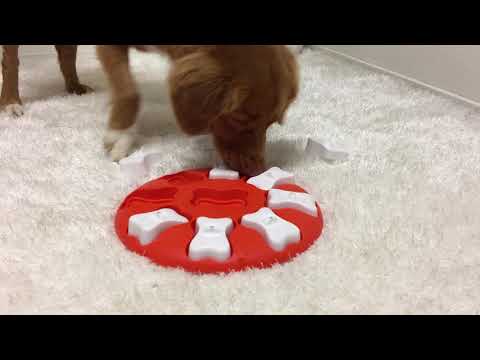 CB Paws - Nina Ottosson Level 1 Wobble Bowl Interactive Dog Toy
