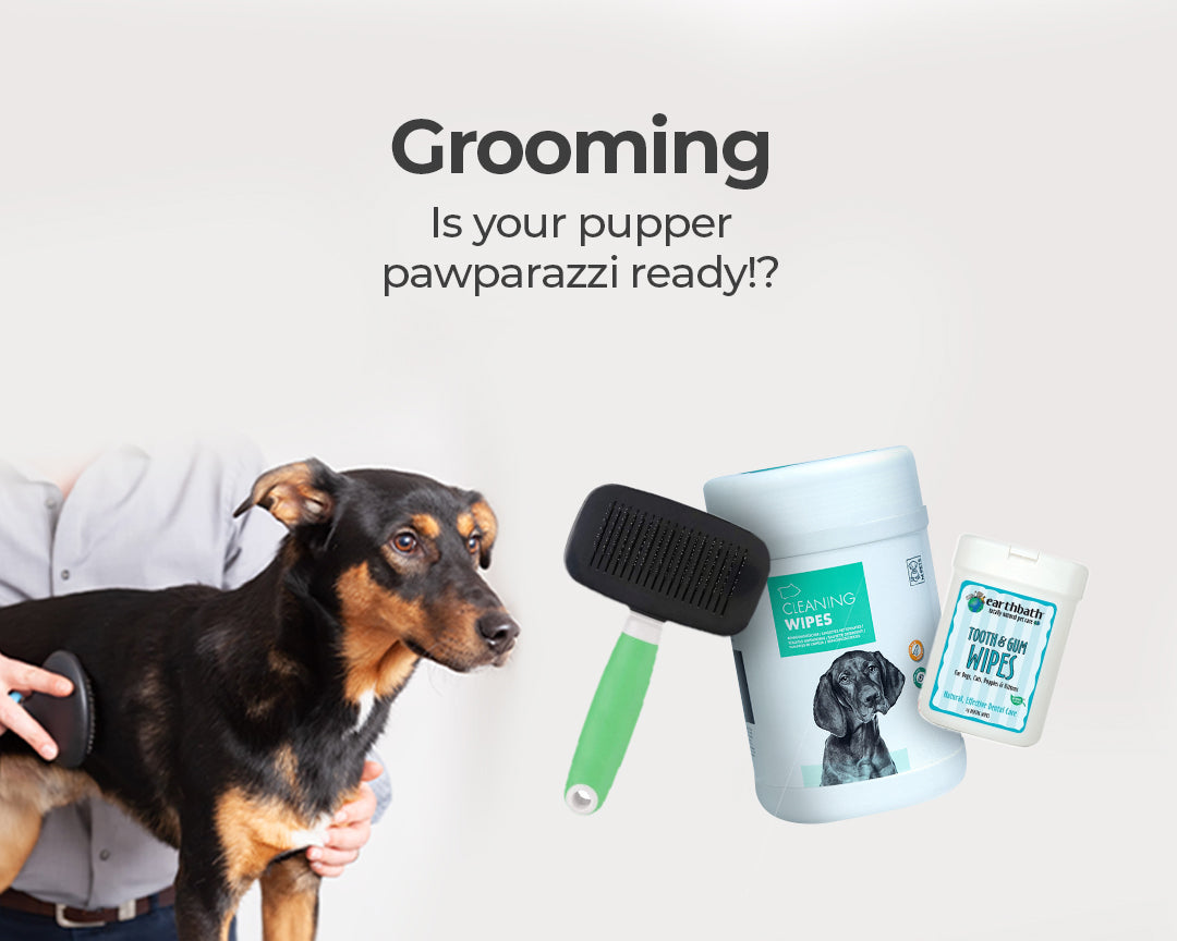 what equipment does a dog groomer need