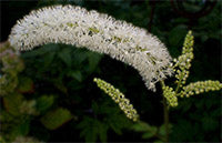 black-cohosh.jpg