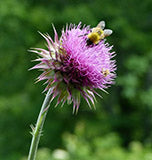 milk-thistle.jpg