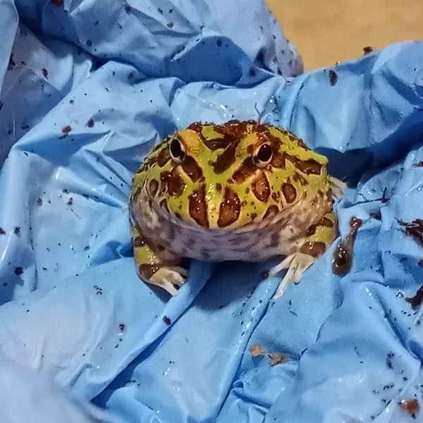 pacman frog blue