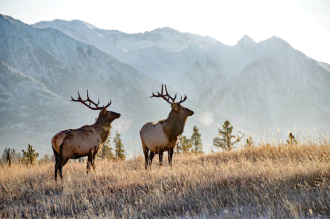 Alberta - Banff National Park