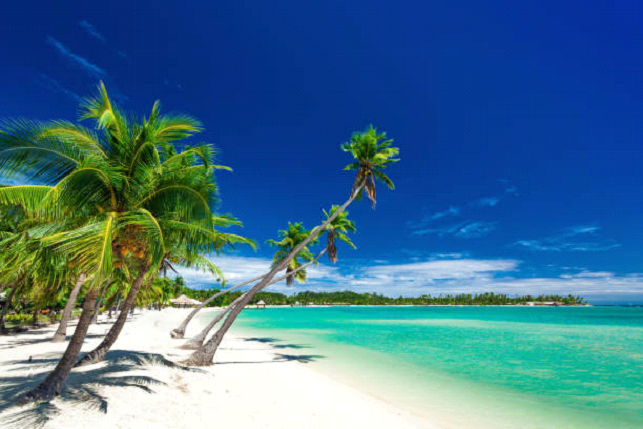 Long fiji trees on the beach