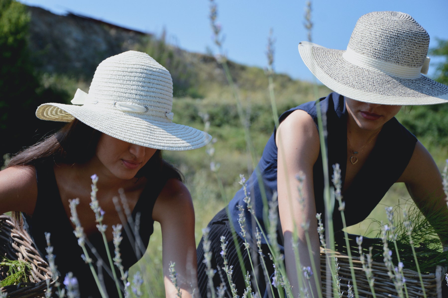 Frauen beim ernten von Lavendel