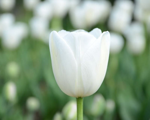 A white tulip in a field of flowers