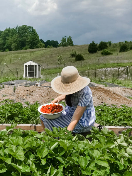 Pyne & Smith customer, Erin, hunting for strawberries in her striped linen dress