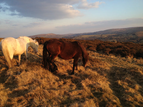 Wild ponies grazing on Dartmoor in Devon UK