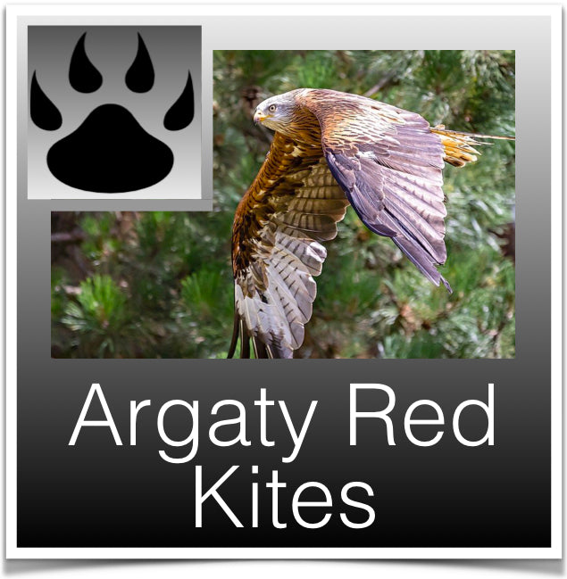 Argaty Red Kites Image