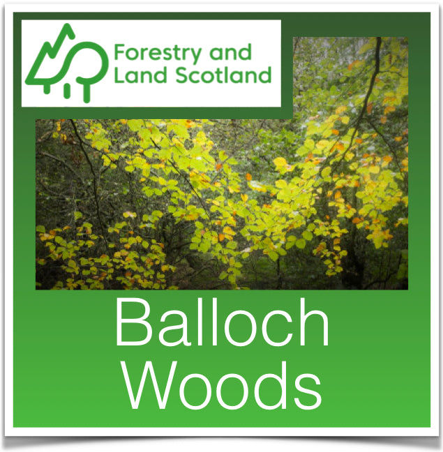 Balloch Woods