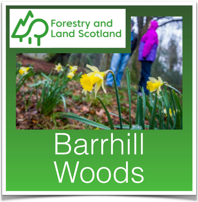 Barrhill Woods