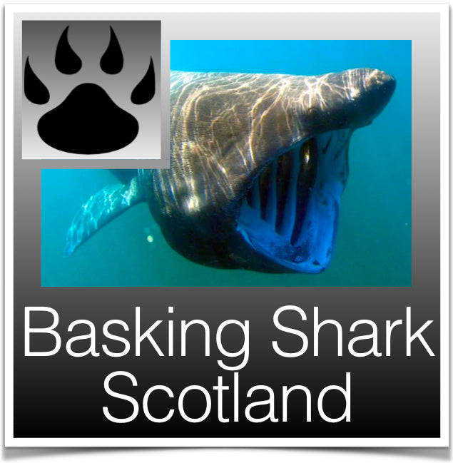 Basking Shark Scotland