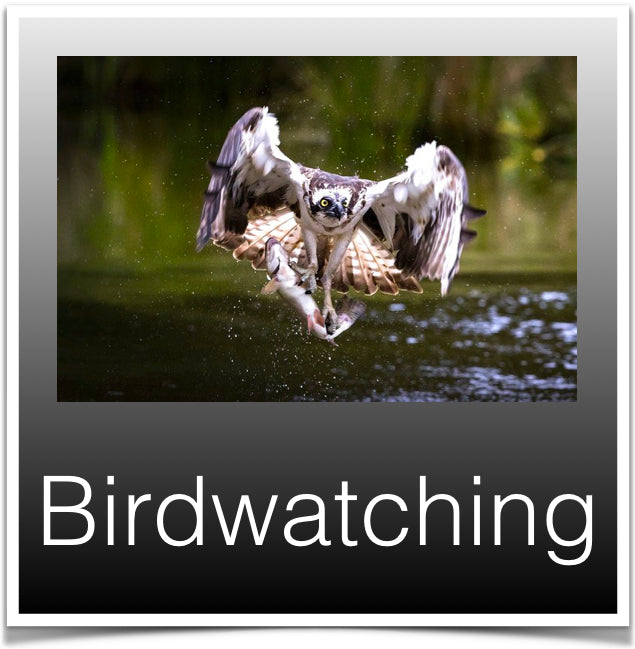 Birdwatching