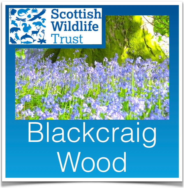 Blackcraig Wood