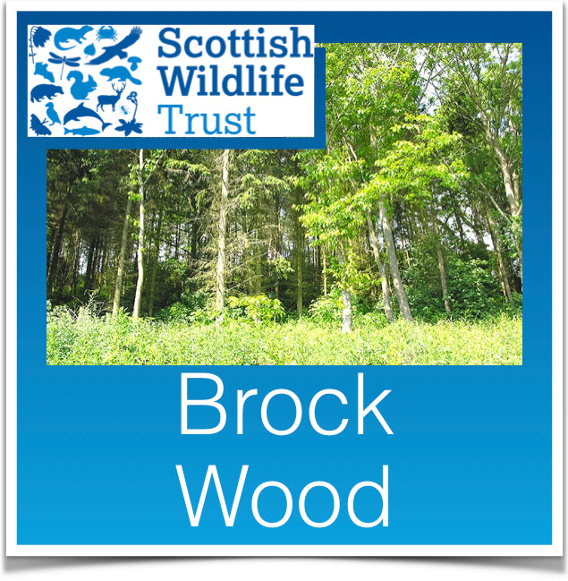 Brock Wood