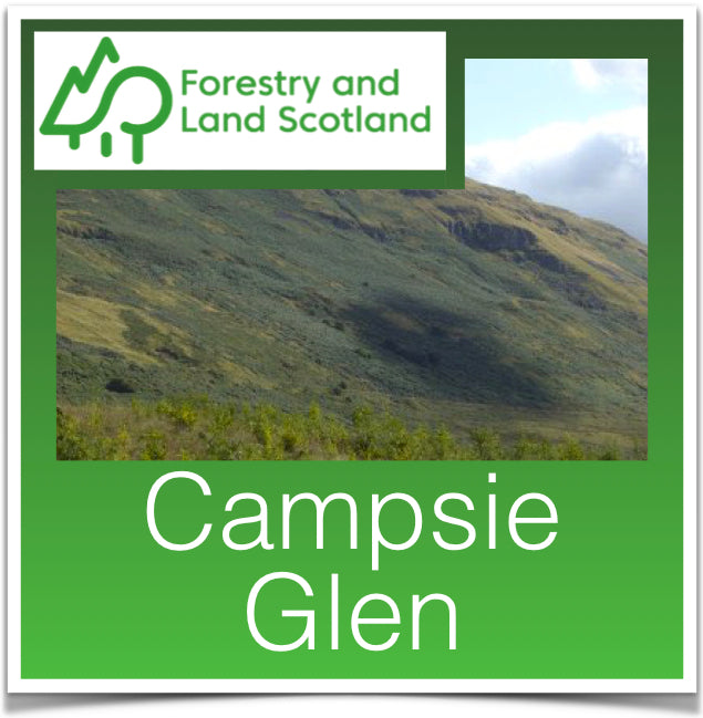 Campsie Glen