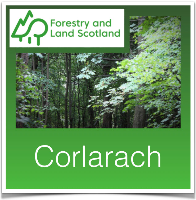 Corlarach