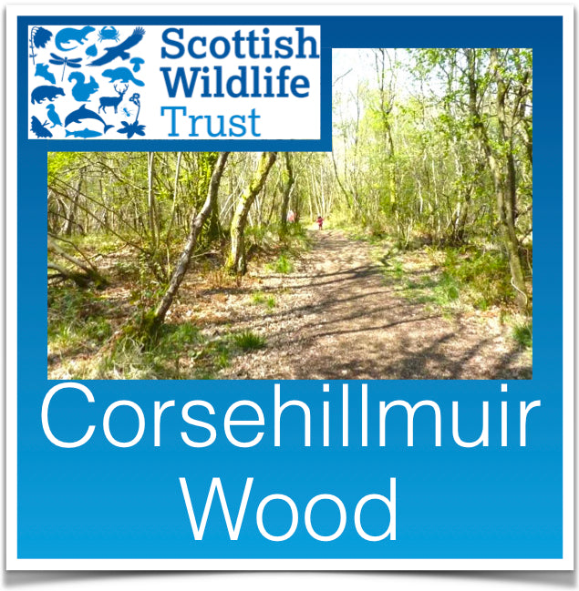 Corsehillmuir Wood