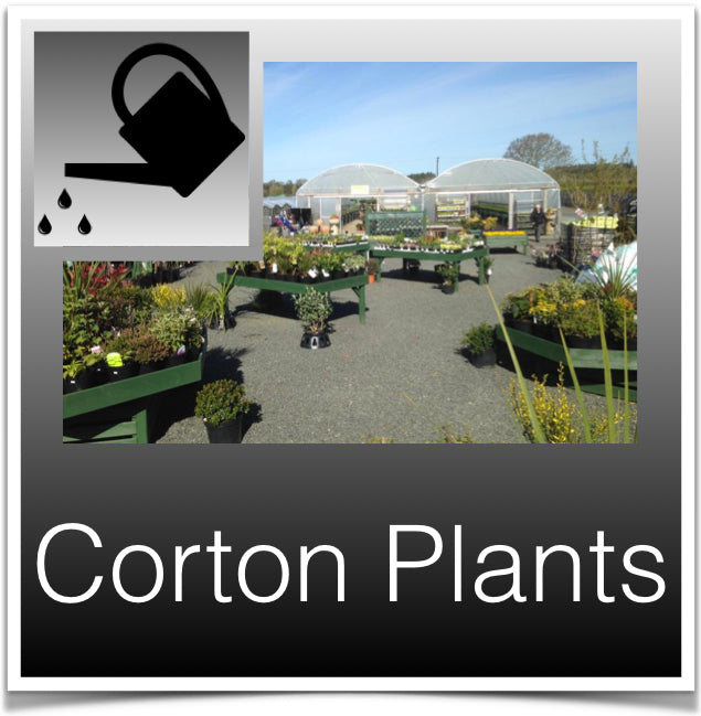 Corton Plants