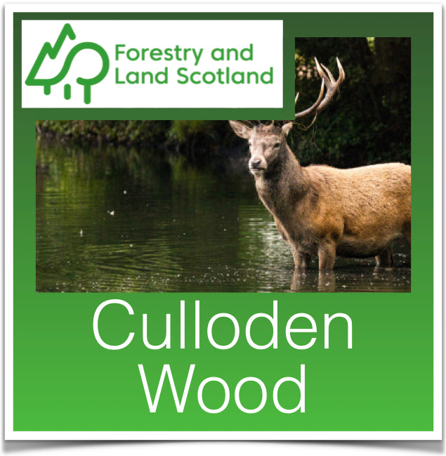 Culloden Wood