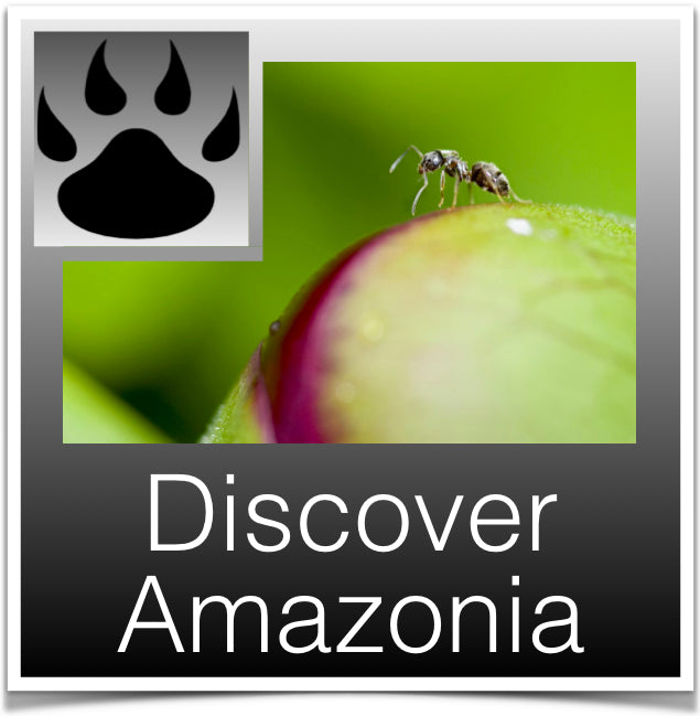 Discover amazonia