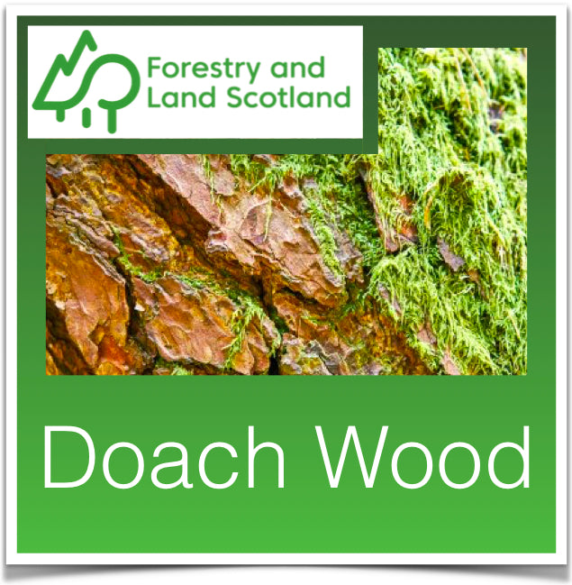 Doach Wood