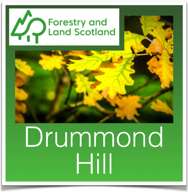 Drummond Hill