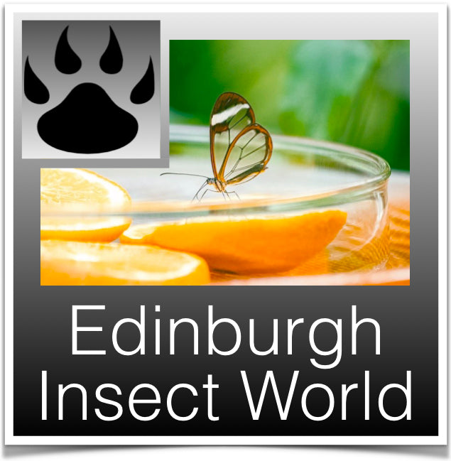 Edinburgh insect Image