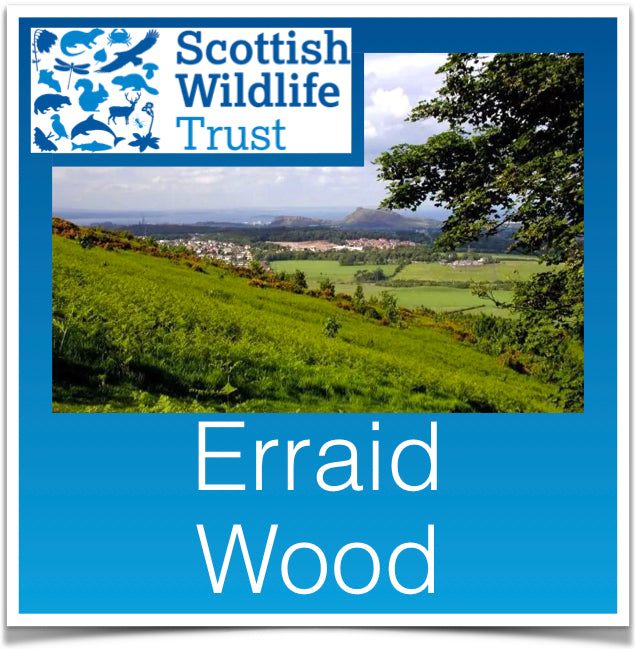 Erraid Wood