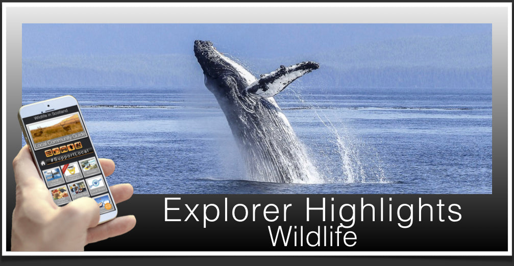 Wildlife Highlights Header