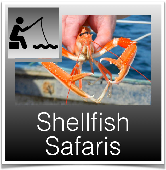 Shellfish Safaris