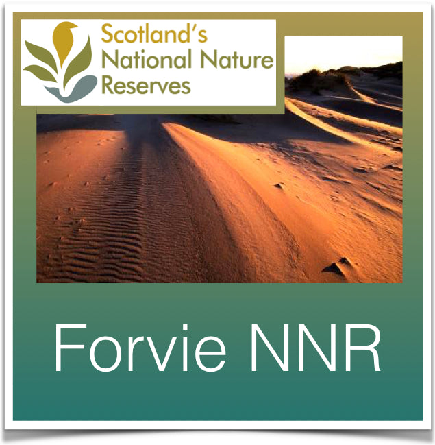 Forvie National Nature Reserve