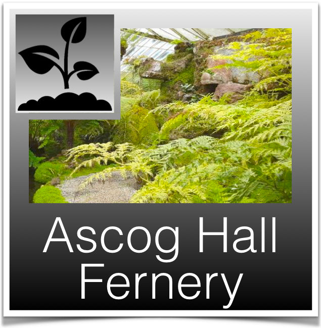 Ascog Fernery